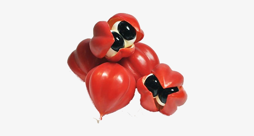 Guaraná - Fruta Liofilizada En Polvo, transparent png #4254073