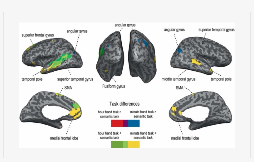 0.001, Uncorrected) For Hour Hand Task Versus Semantic - Blue, transparent png #4254938