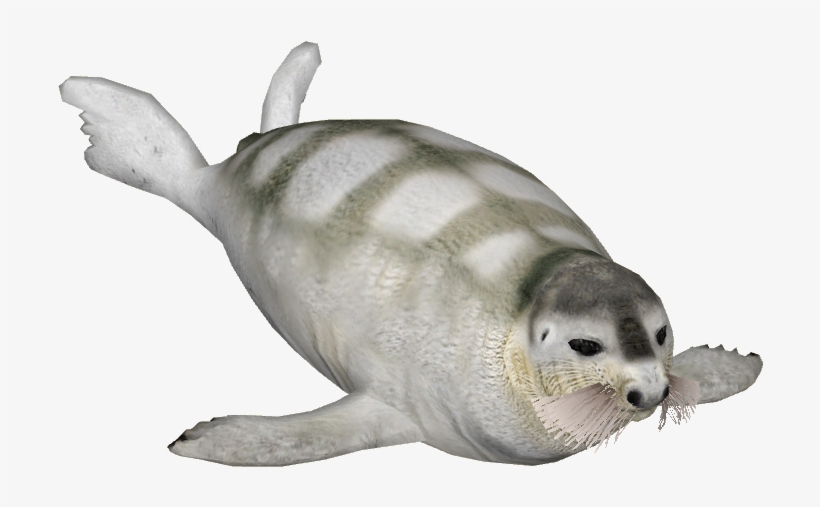 Bearded Seal 6 - Harbor Seal, transparent png #4257302
