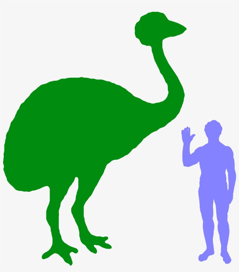 Elephant Bird - Size, transparent png #4257410