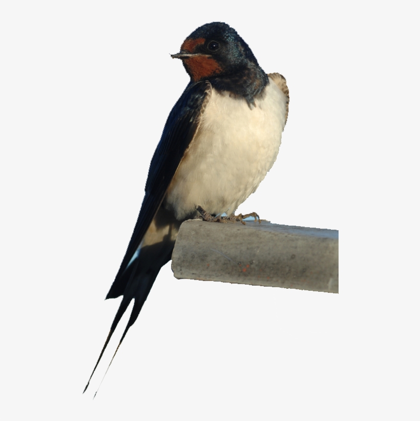 Swallow Solutions - Rondine, transparent png #4258016