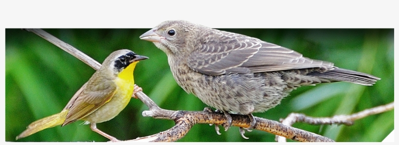 General Bird & Nest Info - Cowbird And Songbird Symbiotic Relationship, transparent png #4258267
