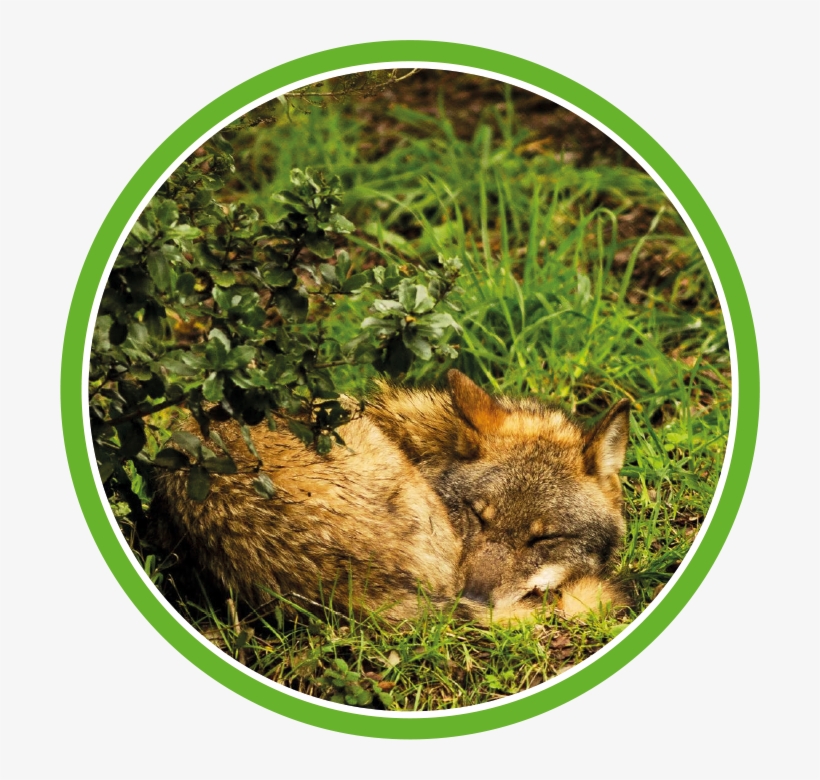 Como Ajudar - Project, transparent png #4259305