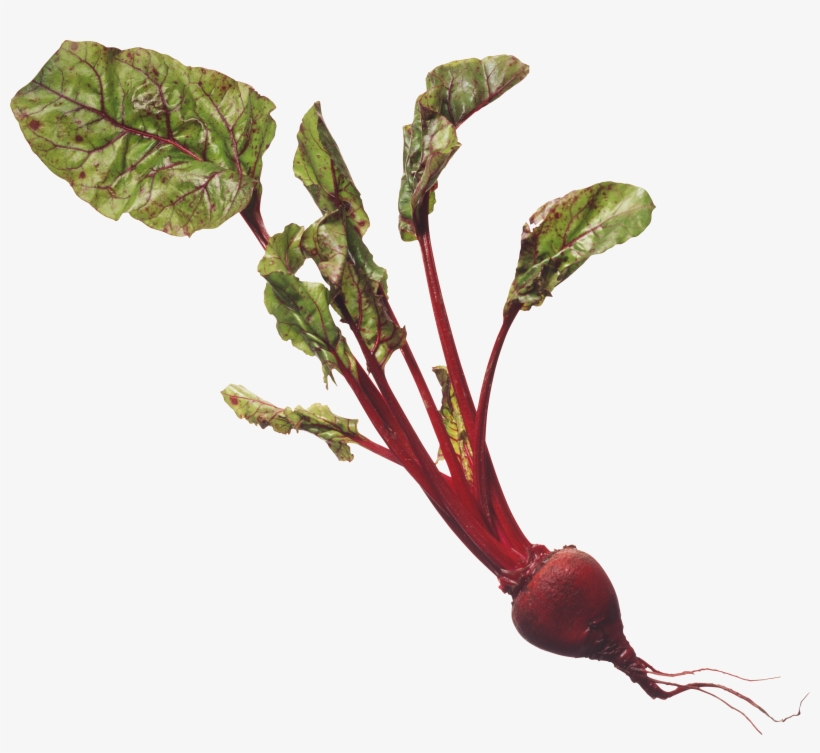 Nutritional Health Bible, transparent png #4260451