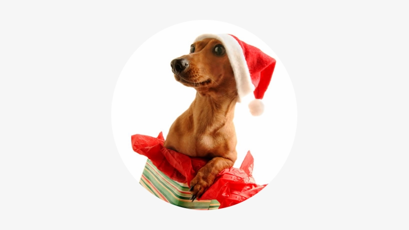 Dachshund Wearing Santa Hat, transparent png #4262230