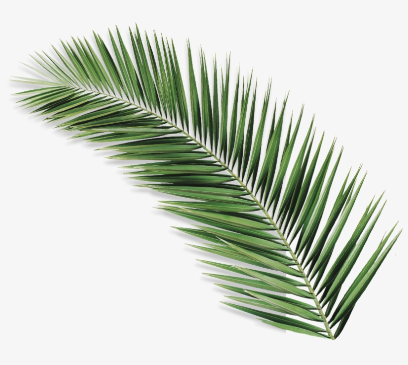 Palmolive Natureza Secreta Açaí - Palm Leaf Iii Metal Print By Orara Studio, transparent png #4262994