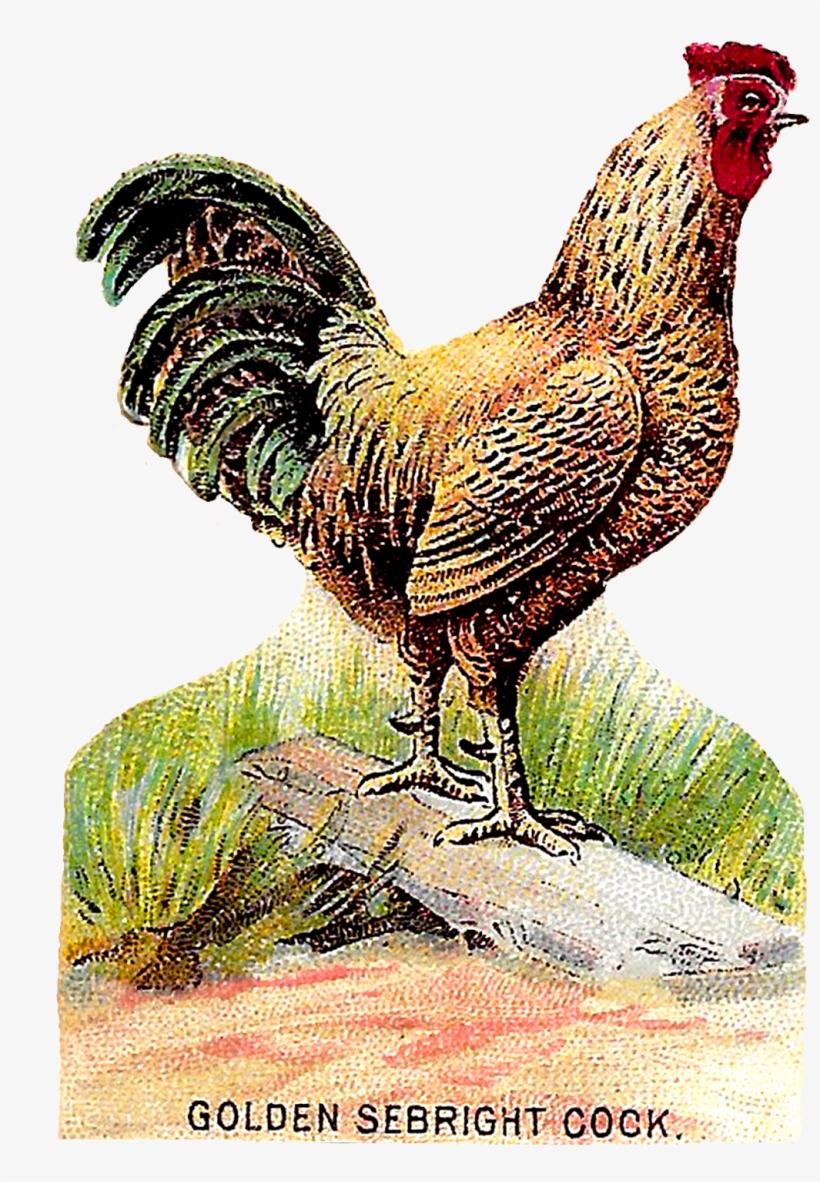 Vintage Bird Clip Art Downloads - Chicken Wing Antique Illustration, transparent png #4263203