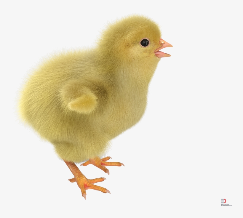1 Chick With Fur Royalty-free 3d Model - Chicken, transparent png #4263492