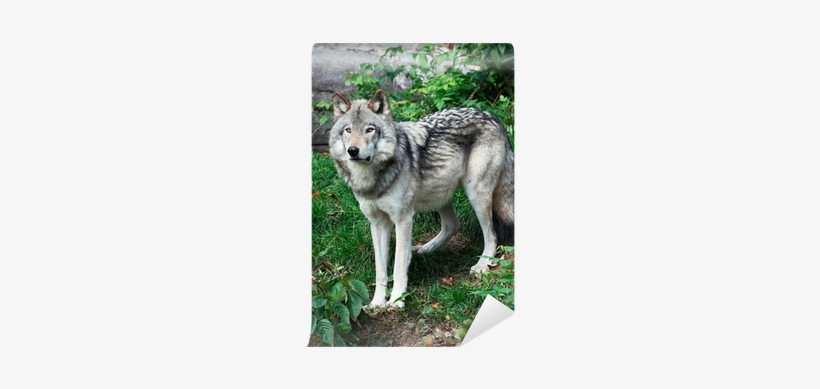 Dreaming Of The Wolf By Terry Spear, transparent png #4263598