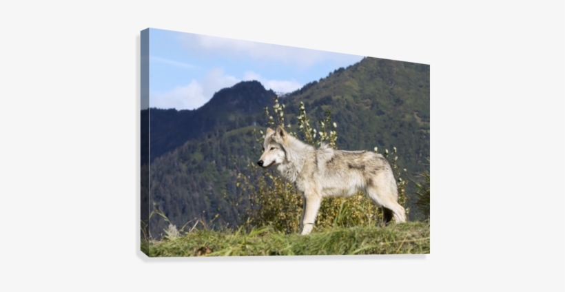 Female Gray Wolf , Captive, Alaska Wildlife Conservation - Female Gray Wolf Captive Alaska Wildlife Conservation, transparent png #4263673