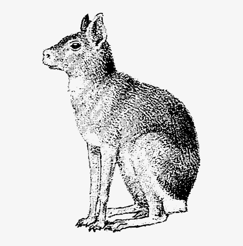 Coyote Gray Wolf Red Fox Hare Whiskers - Patagonian Mara Clip Art, transparent png #4263893