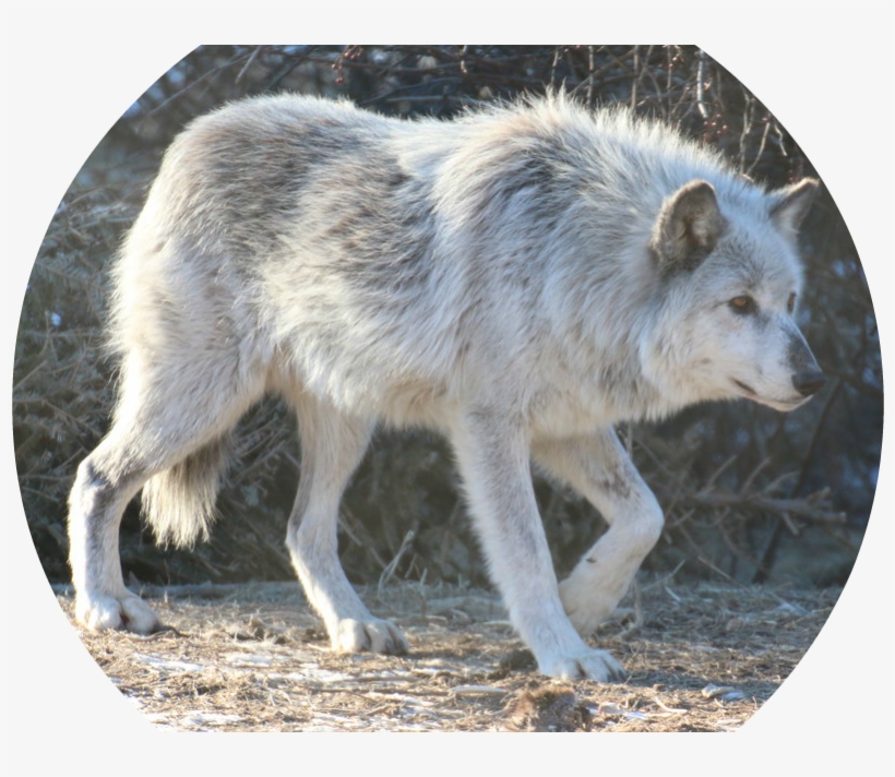 Gray Wolf Stock 24 By Hotnstock-d8eek9q - Canis Lupus Tundrarum, transparent png #4263931