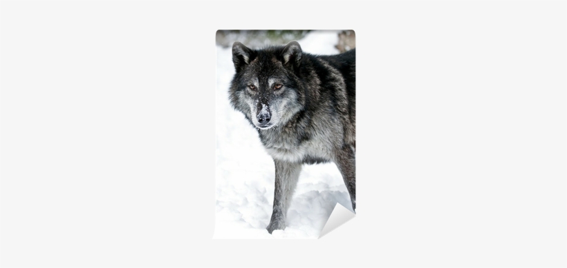 Wolf, transparent png #4264203