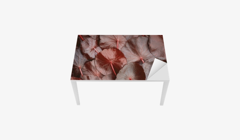 Proteção Para Mesa E Secretária Feche Acima Do Círculo - Centella Asiatica Red, transparent png #4264293