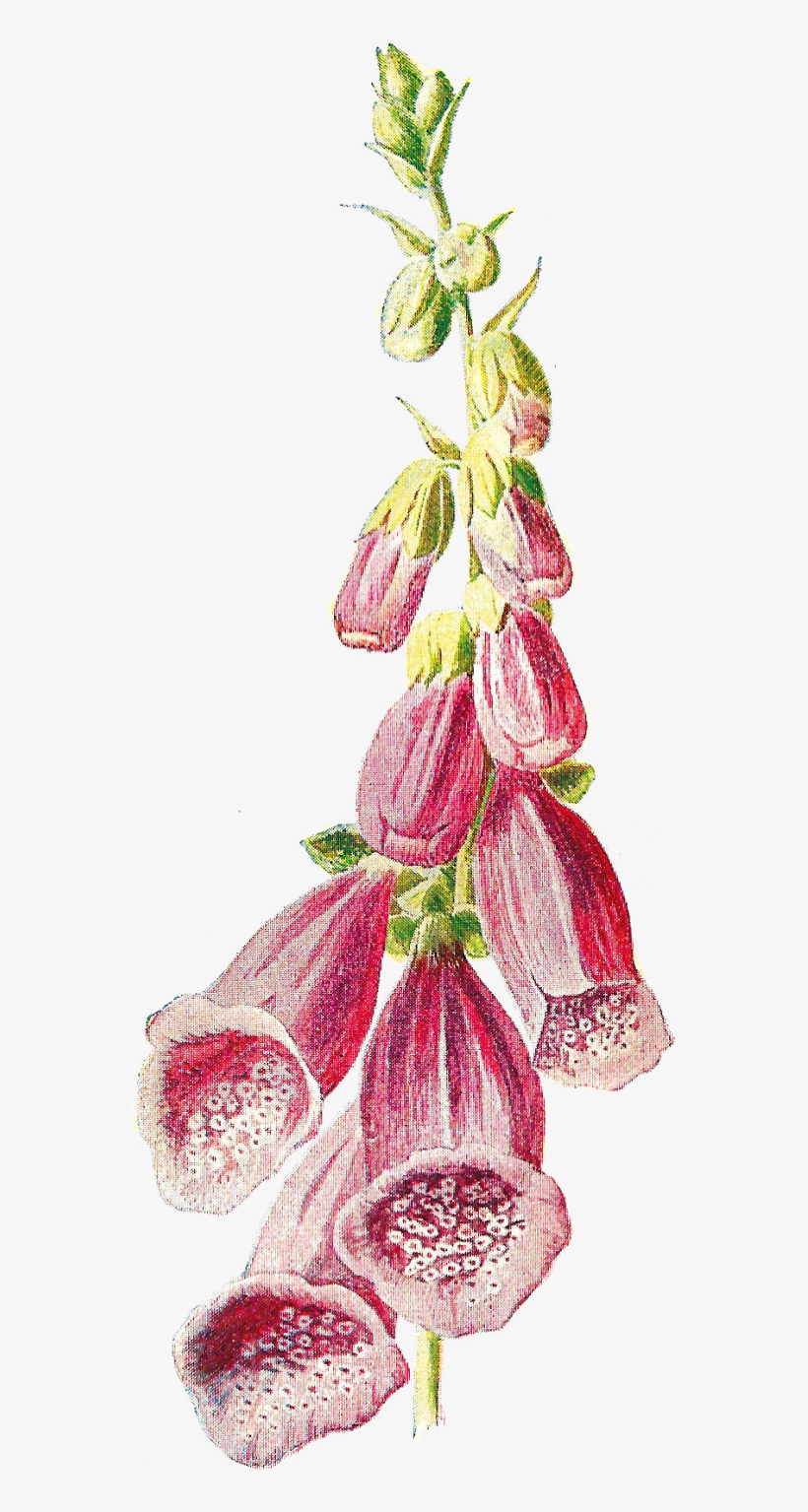 Digital Wildflower Image, transparent png #4264425