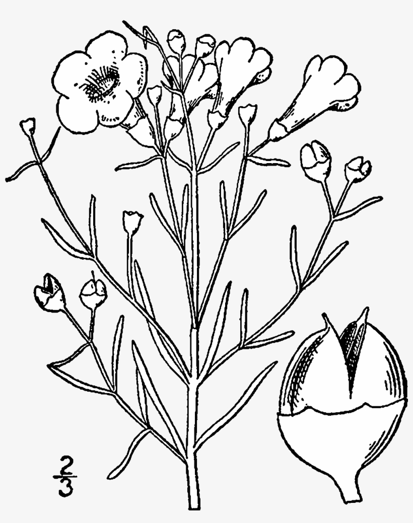 Agalinis Maritima Drawing - United States Of America, transparent png #4264588