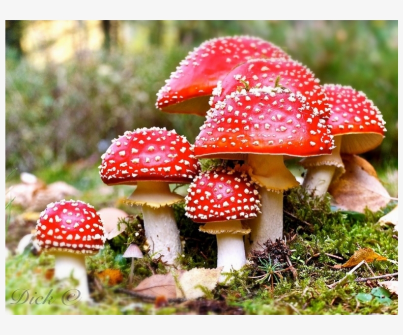 Foxglove Oil - Amanita Muscaria, transparent png #4264868