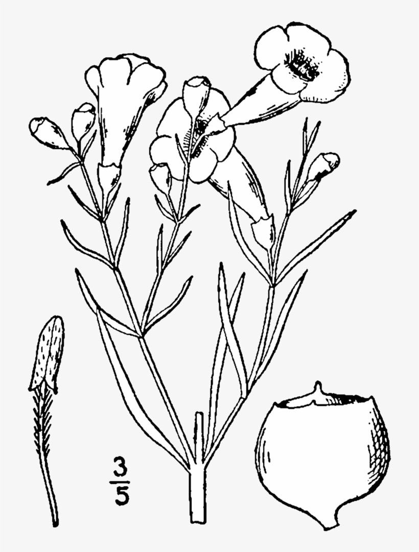 Agalinis Linifolia Drawing - Line Art, transparent png #4264915