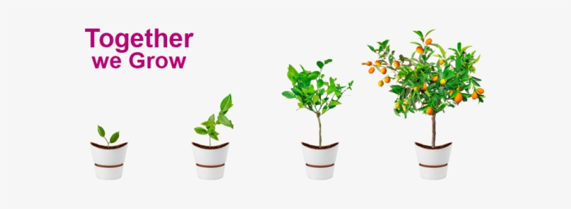 Plant Growth - Flowerpot, transparent png #4264918