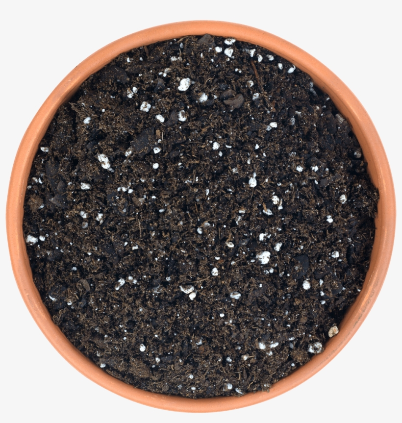 Peace Naturals Cannabis Plant Growth Stages - Sembrar Uva, transparent png #4265056