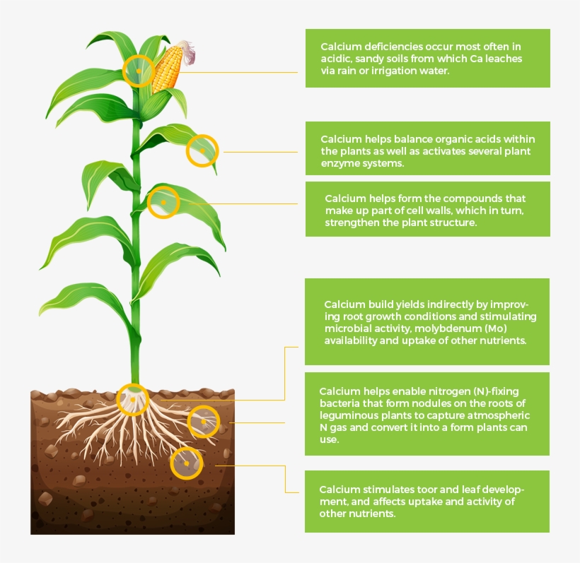 Are As Important To Plant Nutrition As The Primary - Corn Plant With Roots, transparent png #4265133