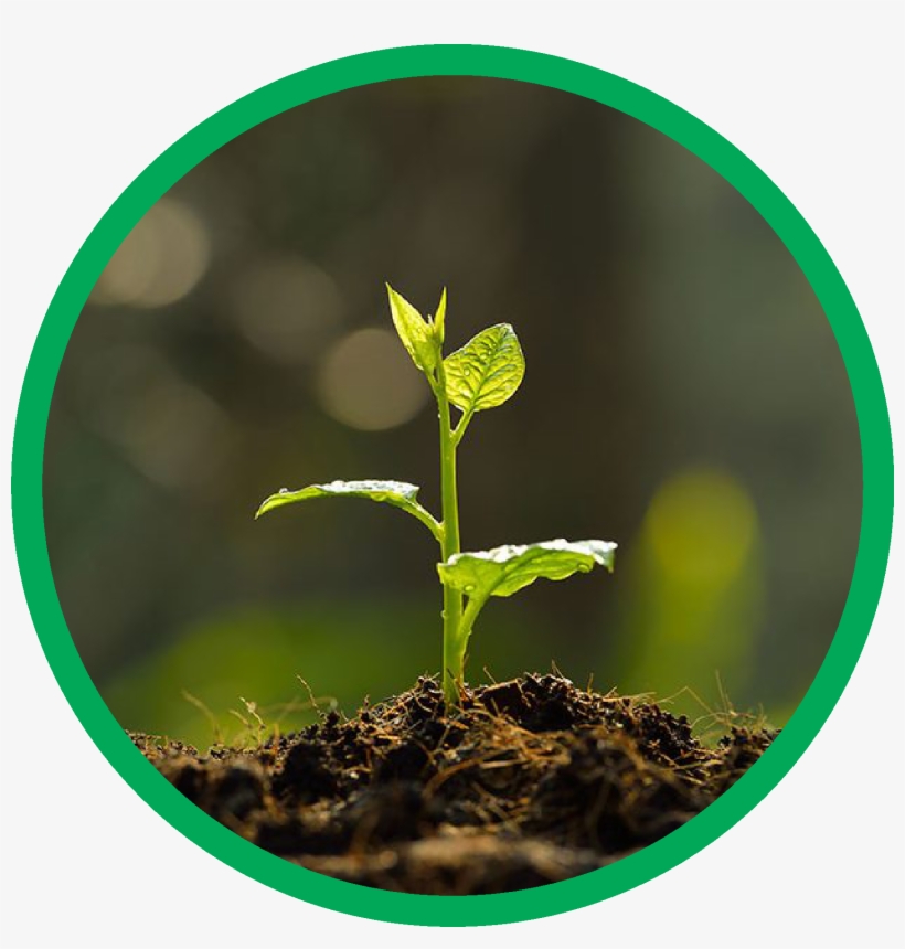 Soil Fertility and its factors 4 Factors of Soil fertility