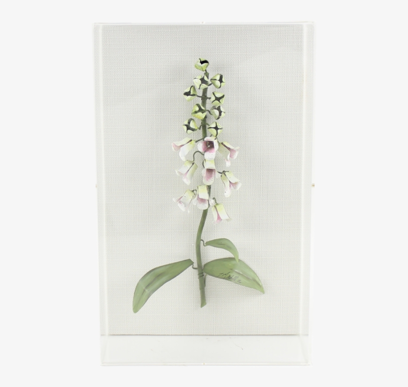 Forget Me Not Clflower Foxglove Foxglove Clflower Freesia - Foxgloves, transparent png #4265946