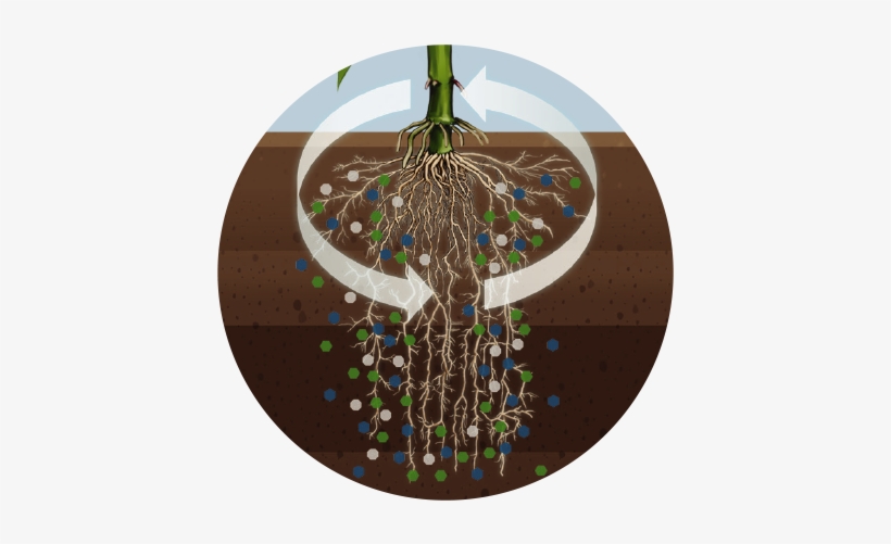 Enables Stronger Plant Growth - Plants, transparent png #4265962