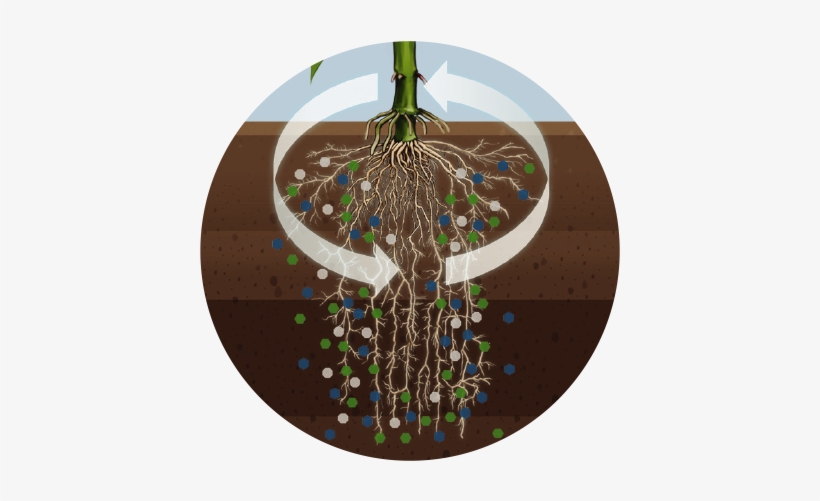 Enables Stronger Plant Growth - Plants, transparent png #4265962