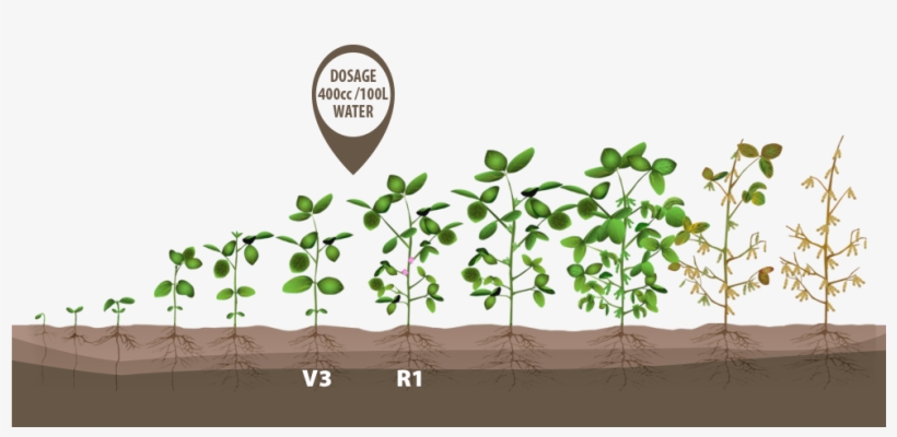 Image - Soybean Crop Growth Stages, transparent png #4266257