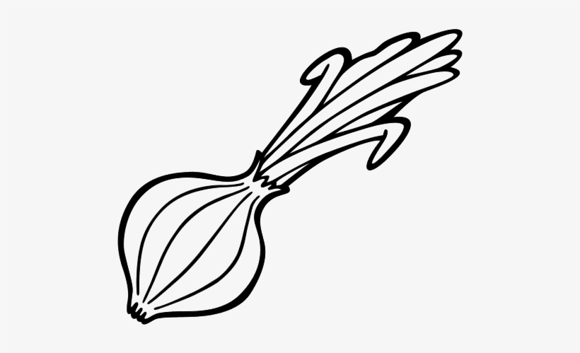 Cebolla Dibujo Png, transparent png #4266784