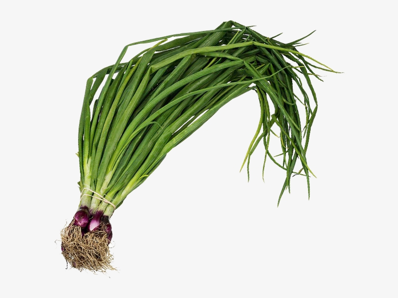 Spring Onion - ఉల్లి కాడలు - हरी प्याज - Spring Onion Png, transparent png #4266836