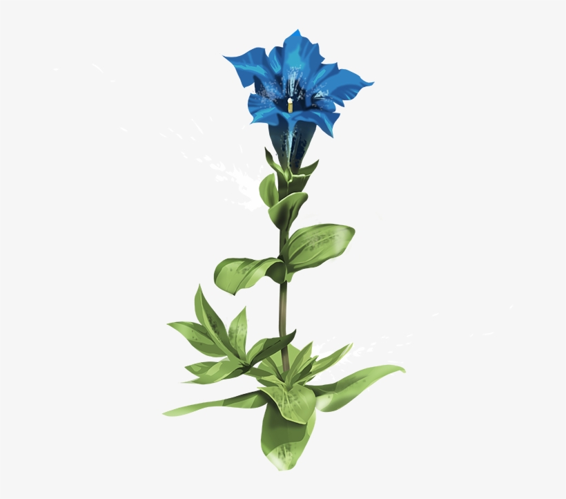 It Was Once Written Of This Famous Bitter Plant That - Herb, transparent png #4268106