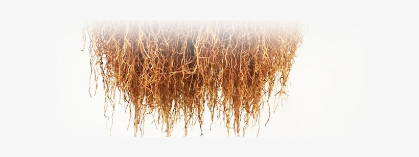 Container Plants And Tangled Roots - Roots Canada, transparent png #4268133