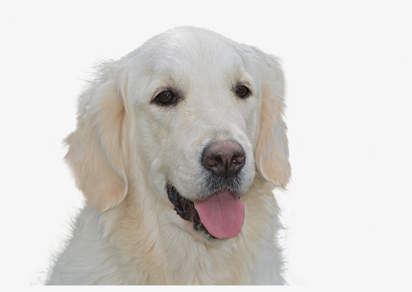 Dog Free, Golden Retriever, Pet, Hundeportrait, Animal - Dog, transparent png #4268357