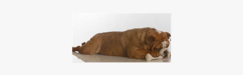 Bulldog Laying Down Stretched Out Chewing On A Dog - Petmaker Orthopedic Sherpa Top Pet Bed: Medium/brown, transparent png #4268487