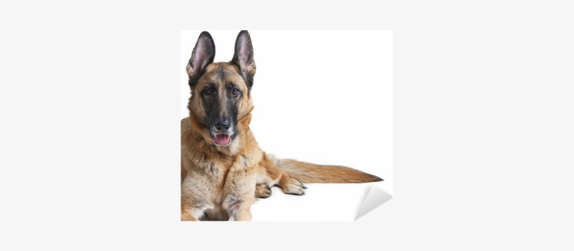 German Shepherd Dog Female Laying Down Sticker • Pixers® - German Shepherd, transparent png #4268586