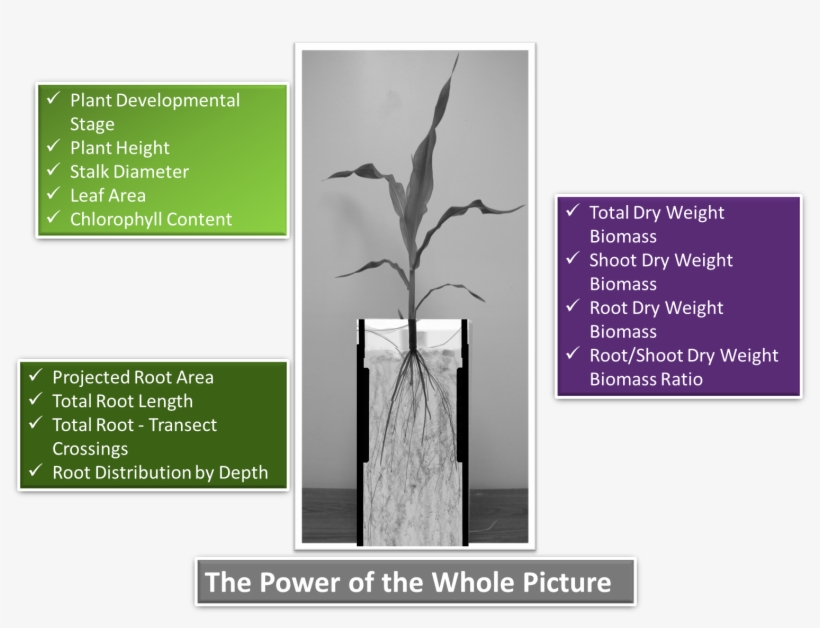 Phenotype Screening Corporation - Mexican Pinyon, transparent png #4268602