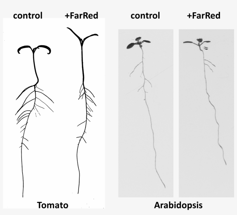 Tomato And Arabidopsis - Rockcress, transparent png #4268622
