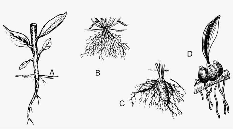 Root - Drawing, transparent png #4268672
