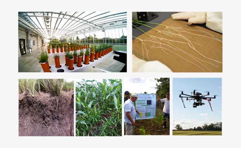Images Of Experiments Involving Roots In A Glasshouse - Greenhouse, transparent png #4268818