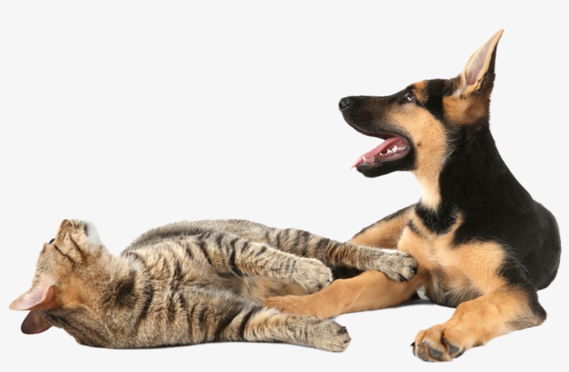 Cats And Kittens - Cat Yawns, transparent png #4268822