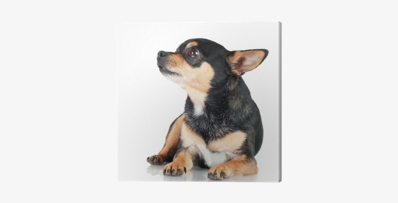 Black Chihuahua Dog Lying Down Canvas Print • Pixers® - Chihuahua Perro Negro, transparent png #4268878