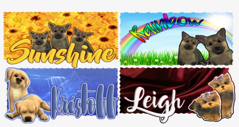 Pets Wanted - Tonkinese, transparent png #4269034