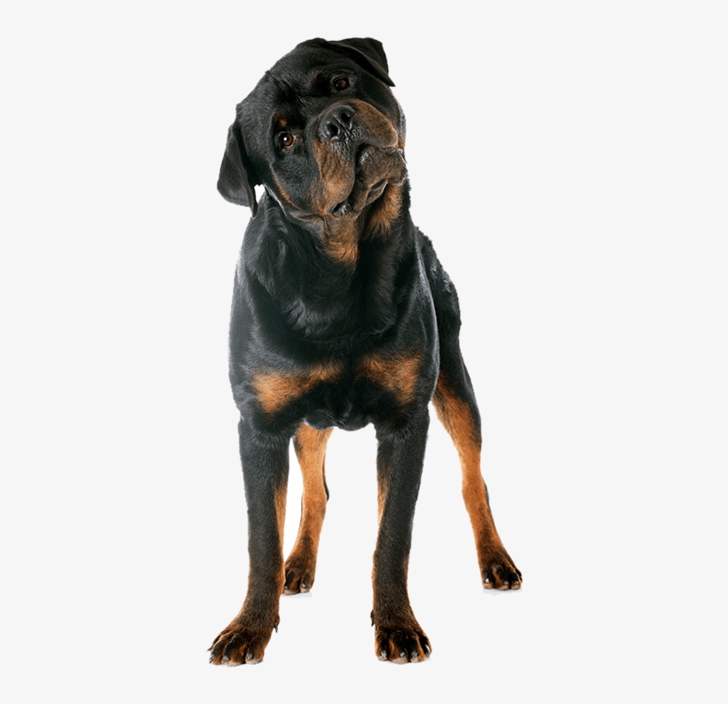 Photograph, transparent png #4269055