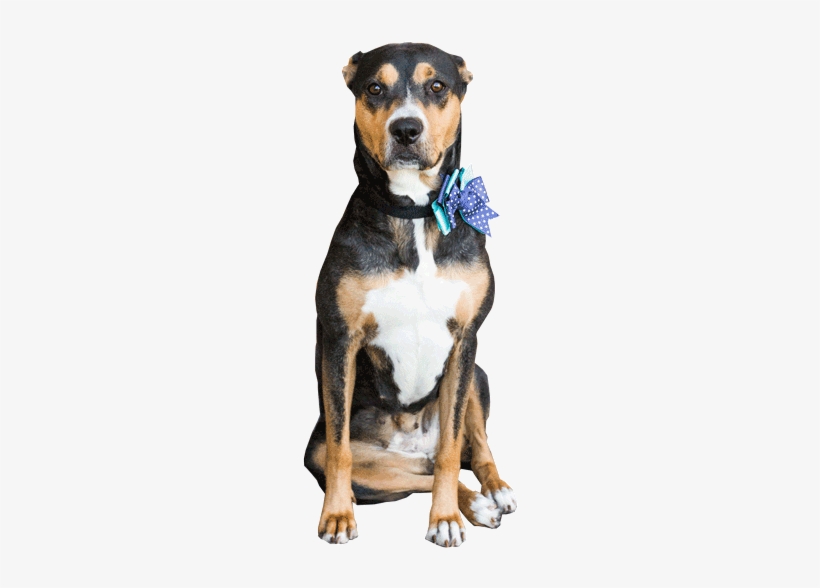 Dog1 Cob Web - Spider Web, transparent png #4269091