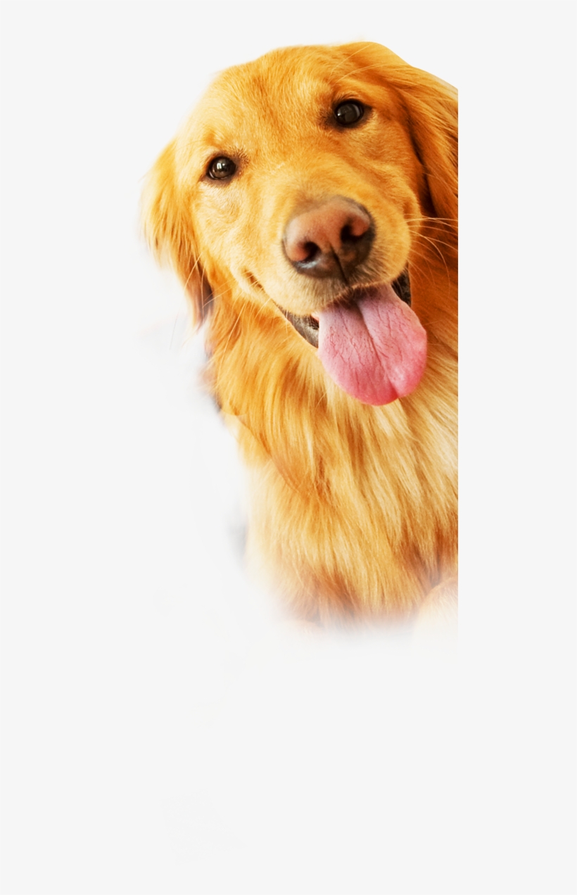 Rescue Dogs Png, transparent png #4269261