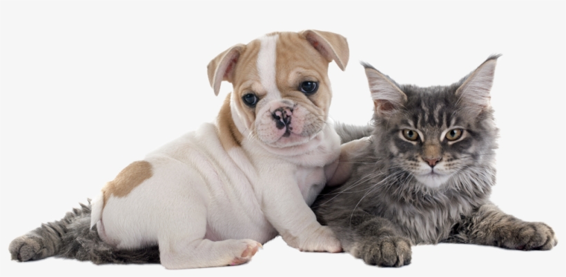 Dogs And Puppies - Buldogue Frances Com Gato, transparent png #4269329
