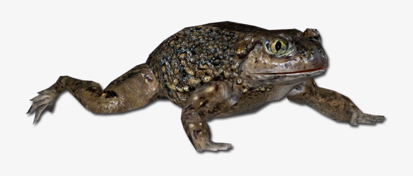 Western Spadefoot Toad - Spadefoot Toad Png, transparent png #4270623