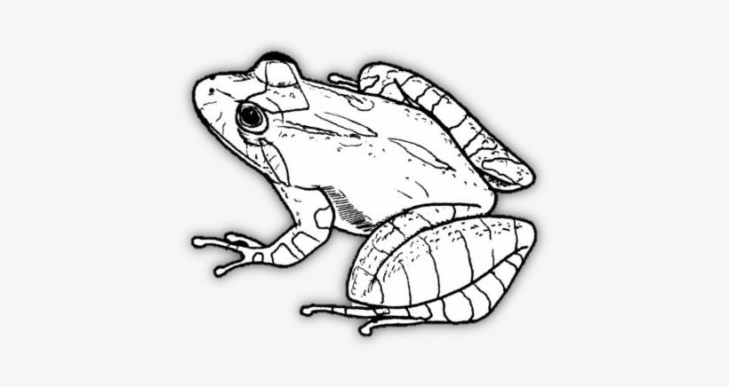 Wftconservationbw - Northern Cricket Frog Drawing, transparent png #4270868